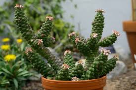 Image result for Euphorbia