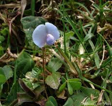 Image result for Parochetus