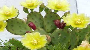 Gently sprinkle a thin layer of vermiculite or fine grit over the the following spring, your seedlings should be ready to transplant. Sowing Wild Opuntia Humifusa Cactus Seeds Youtube