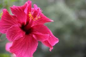 Dieser hibiskus blüht im zimmer fast ganzjährig in schüben und verschönt als dauerblüher von sommer bis herbst balkone und terrassen. Wann Bluht Hibiskus Wissenswertes Uber Den Garten Hibiskus