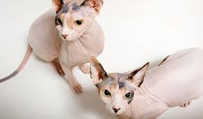 • choosing a sphynx kitten. Sphynx Cat Breed Information