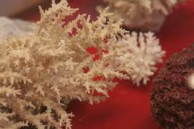 Musee Des Sciences Naturelles Musee Des Sciences Naturelles Broceliande Bretagne