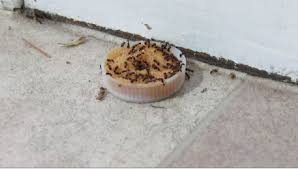 In a small bowl, mix 1 teaspoon of homemade ant trap #2: How To Make An Ant Trap Instructables