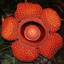 Rafflesia Leonardi Page