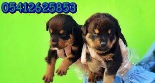 Rottweiller Fiyati Rottweiler