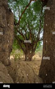 Image result for Xanthocercis