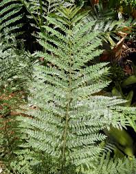 Image result for Erianthemum schelei