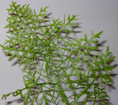 Image result for Ceratopteris