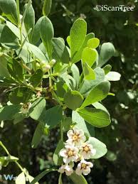 Image result for Schrebera