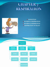 Check spelling or type a new query. Chapter 7 Respiration Bio F4 Cellular Respiration Respiratory System