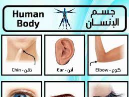 تعلم اسماء اعضاء جسم الإنسان باللغة الانجليزية وبالصور صورة ٤ body jesus fish tattoo chin