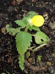 Image result for Calceolaria tripartita