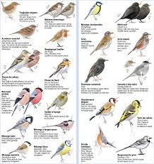 Le Comptage Des Oiseaux Oiseaux Des Jardins Identifier Les Oiseaux Oiseaux De France