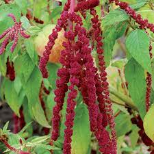 Love Lies Bleeding Flower Seeds Amaranth Flower Mary Flowers