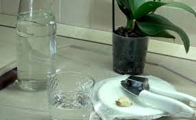 Jenis jenis penyakit jantung dan ciri ciri, penyebab, gejala, perawatan, dan cara mencegahnya untuk diketahui secara detil dan di hindari. Air Bawang Putih Untuk Anggrek Resipi Dan Penyiraman Yang Betul Faedah Dan Kontraindikasi