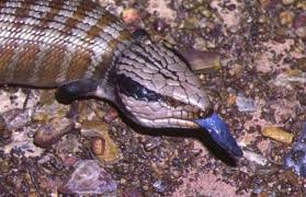 This lizard has a blue, ultraviolet tongue—here's why. The Baby Blue Tongues Are Coming Nature Features Abc Science