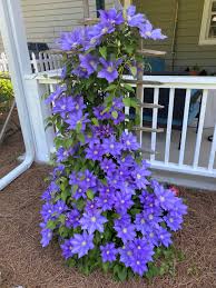 Image result for Clematis costata