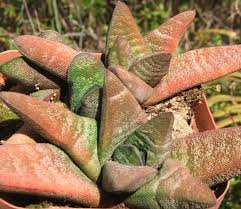 Image result for Tridentea marientalensis