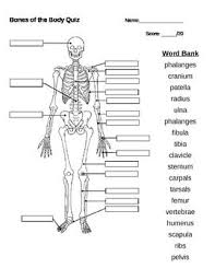 Bones Of The Body Quiz Body Bones Body Anatomy Skeletal System Anatomy