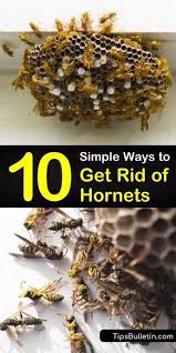 We did not find results for: 10 Simple Ways To Get Rid Of Hornets Get Rid Of Hornets Wasp Nest Removal Wasp Nest