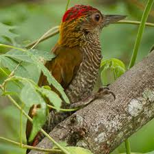 Image result for Vigna kirkii