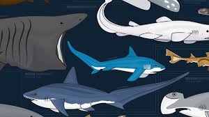 This Wall Chart Shows Almost 130 Species Of Shark All Drawn To Scale Mental Floss Goblin shark productions is a film production company based in hampshire and hertfordshire. wall chart shows almost 130 species