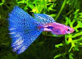 Pin On Guppy