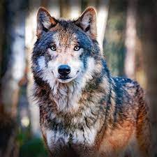 Wolf Photography Grey Wolf Photography Wolf Photography Wolves Photography