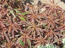 Image result for Acalypha lanceolata