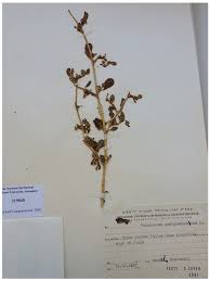 Image result for Trianthema portulacastrum