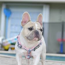 They could include the blue pied french bulldog, the blue moon french bulldog and the blue tan french bulldog. Poetic French Bulldogs Cookie French Bulldog Puppies Bulldog Breeders Poetic French Bulldogs