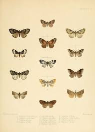 Image result for Polyspatha paniculata