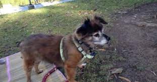 Chino Valley Missing Pets Losing A Dog Brown Chihuahua Dogs