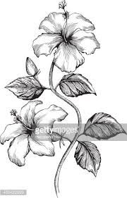 Hibiscus Ink Style Vector Drawing Flower Drawing Hibiscus Flower Drawing Hibiscus Drawing