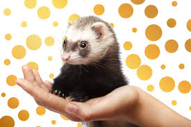 Well, if you live in one of the states that allow pet raccoons, that dream could be a reality. Do Ferrets Make Good Pets Findersfree Com