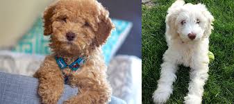 We specialize in breeding the allergy friendly our prices are $1800.00 for a female or a male puppy. Australian Labradoodles In Ohio