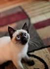 Siamese Cat Breed Profile | Petfinder