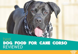 Best Dog Food For Cane Corso Top 5 Recommended Brands