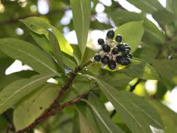 Image result for Gaertnera