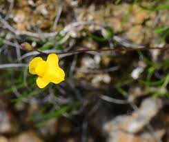 Image result for Utricularia subulata