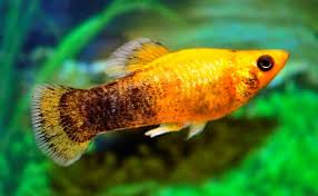 104 likes · 30 talking about this. 12 Jenis Ikan Molly Termahal Hingga Terfavorit Untuk Dipelihara