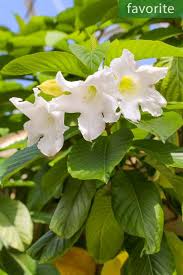 Image result for Cordia torrei