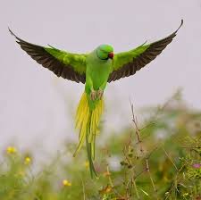 Green Bird With Red Ring Around Neck Rose Ringed Parakeet Nissim Most Beautiful Birds Parrot Flying Parrot