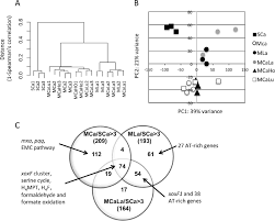 E Coli Flow Chart Gram Negative Classification Of Bacteria