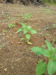 275 likes · 3 talking about this. Pokok Letup Letup Dalam Proses Herba Letup Letup Kelambu Facebook