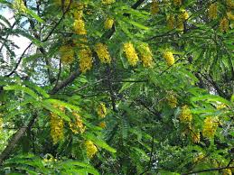 Image result for Cassia ferruginea