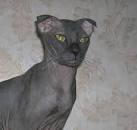 The Ugliest Cat Breeds in the World - Pawversity