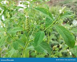 Image result for Sphenoclea zeylanica