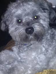 Black And Grey Dog Maltipoo Gray Grey Silver Grey Dog Maltipoo Teacup Puppies