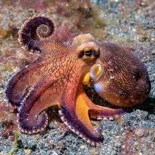 Did You Know That Octopuses Have Three Hearts One Of These Hearts Is Used To Keep Circulation Flowing For T Underwater Animals Octopus Beautiful Sea Creatures